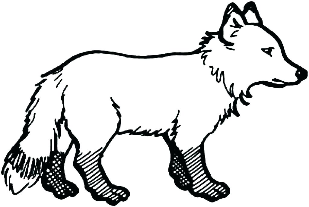 1024x687 arctic fox coloring pages baby arctic fox coloring pages