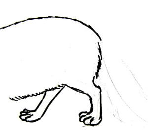 300x284 How To Draw An Arctic Fox