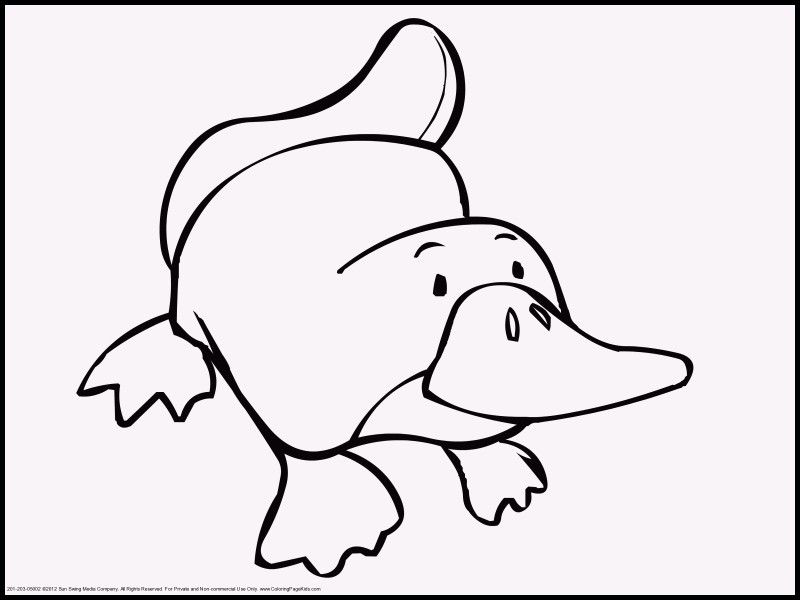 800x600 New How To Draw An Arctic Fox Best Drawing Book