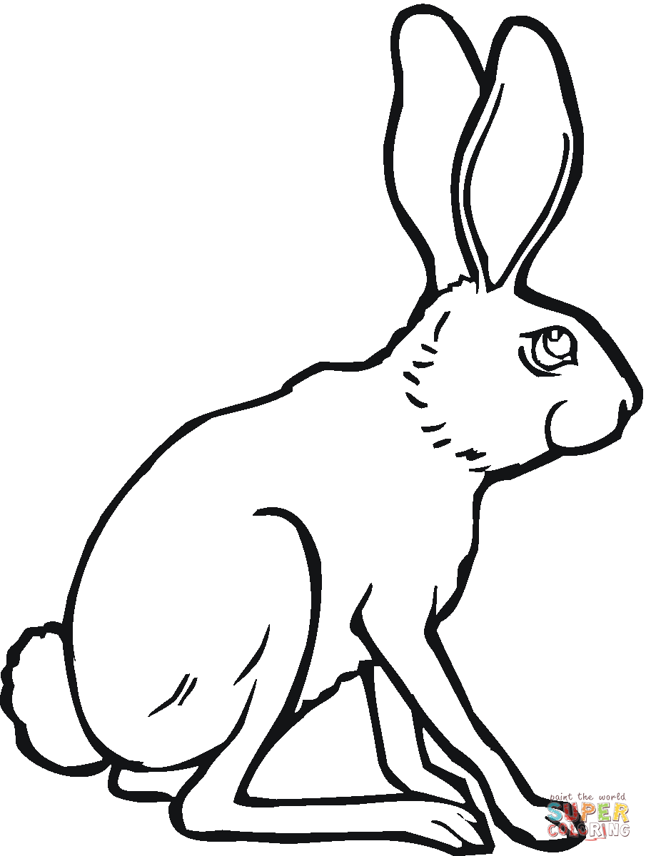 Arctic Hare Drawing