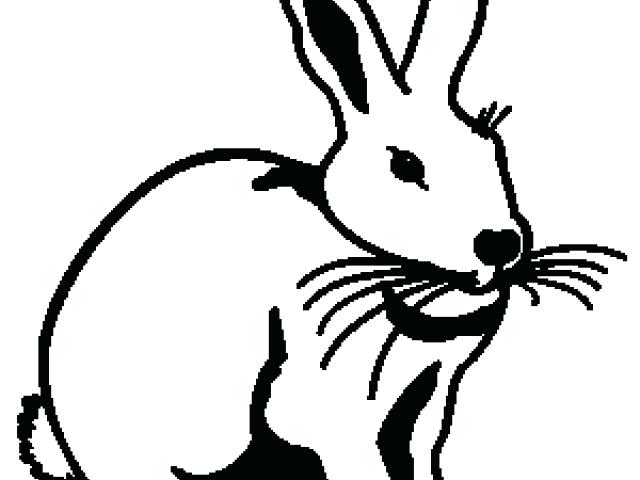 640x480 Arctic Hare Coloring