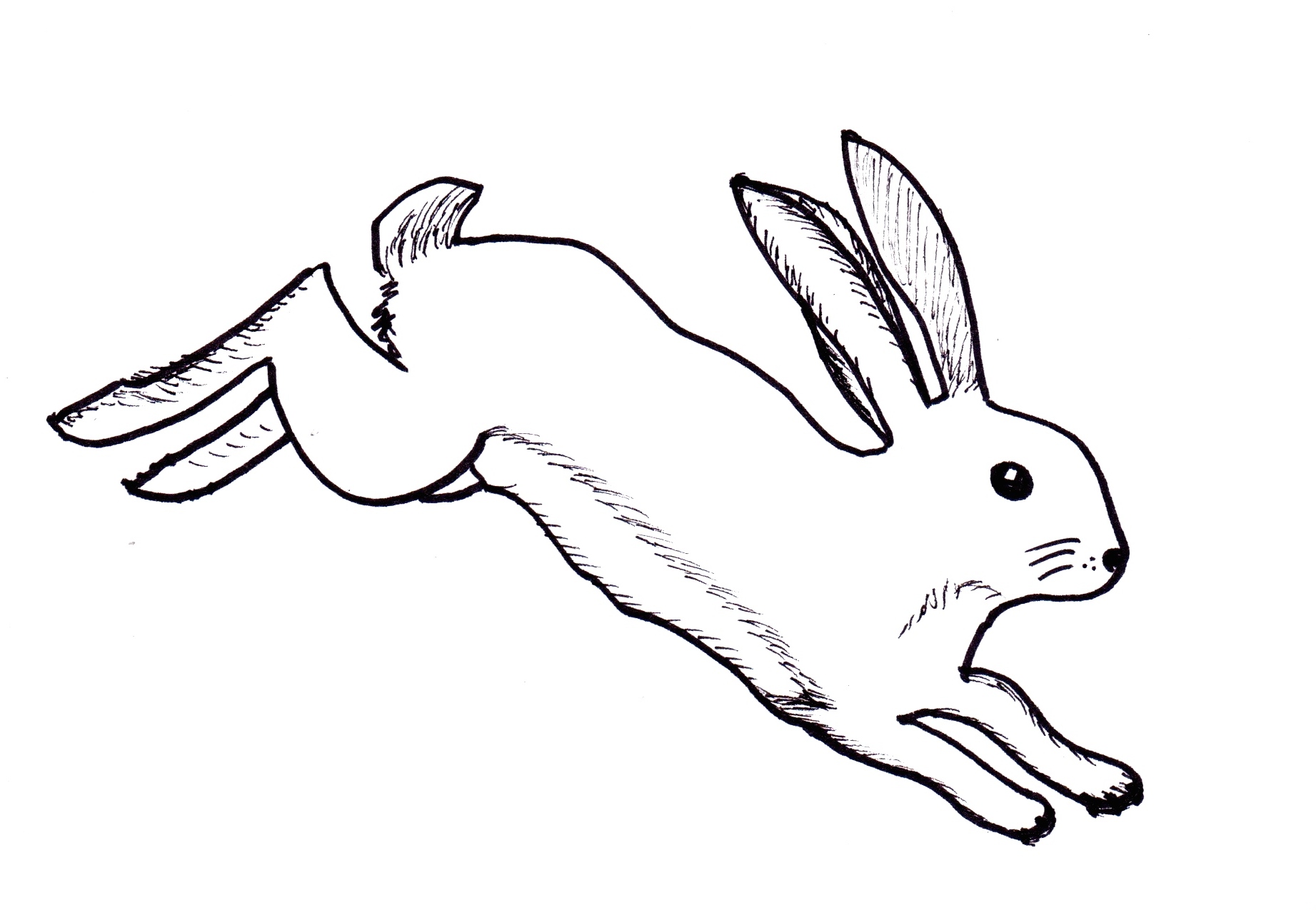 Arctic Hare Drawing | Free download on ClipArtMag