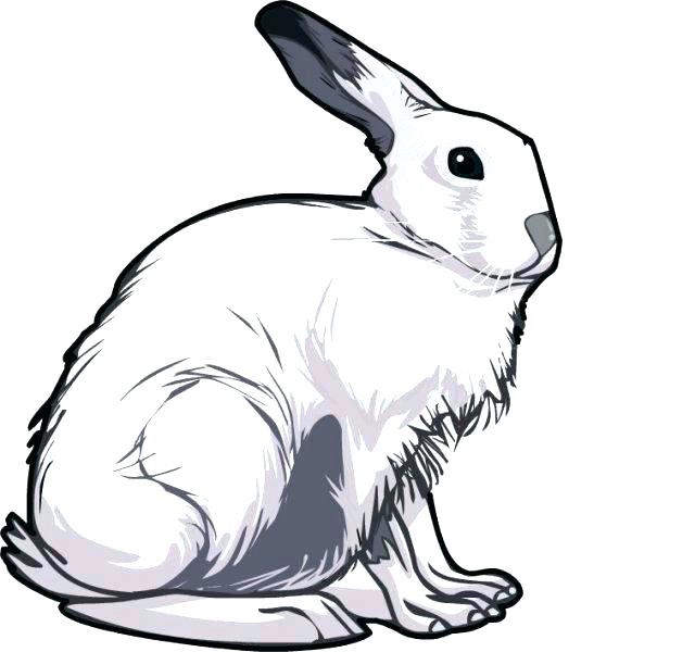 640x600 Snowshoe Hare Coloring