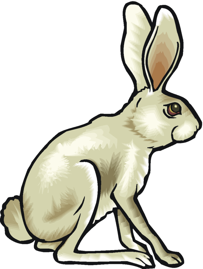 Arctic Hare Drawing | Free download on ClipArtMag