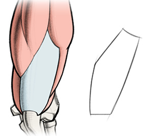 300x268 How To Draw Triceps Arm Anatomy For Artists Proko