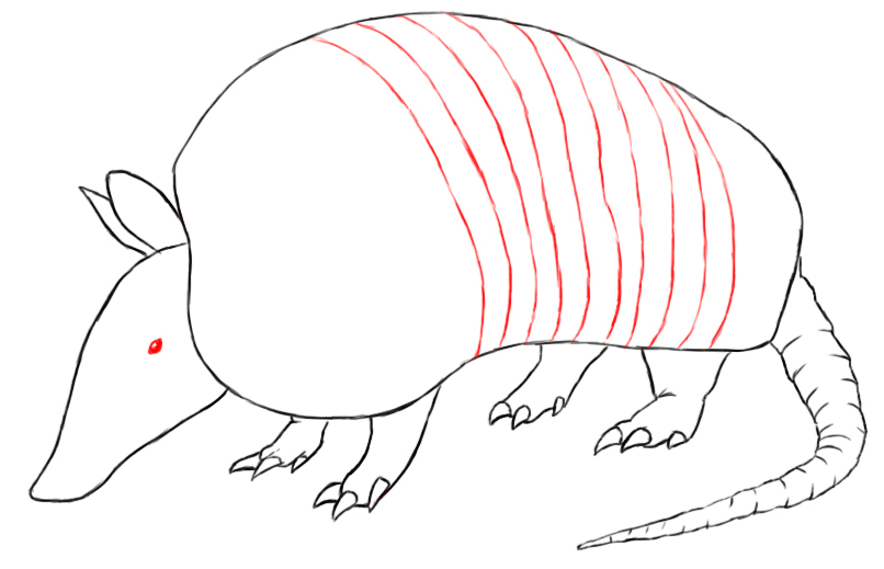 806x519 Drawings Of Armadillos
