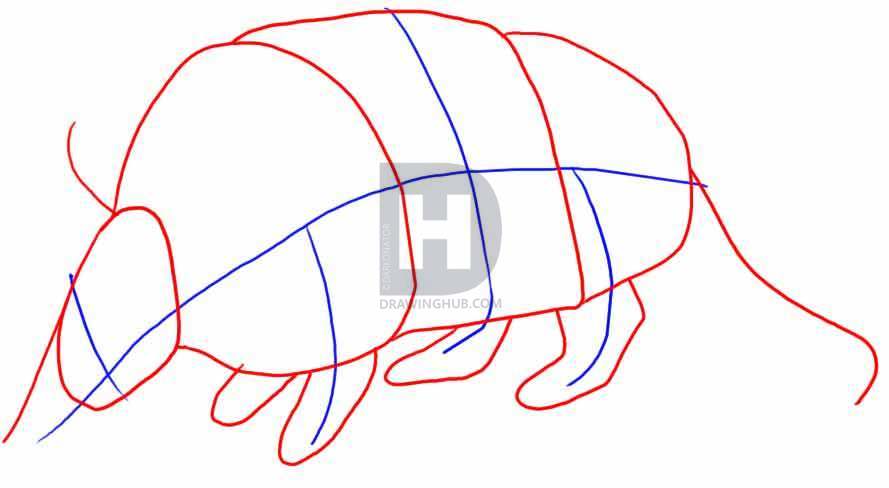 889x488 How To Draw An Armadillo, Step