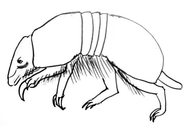599x410 How To Draw An Armadillo