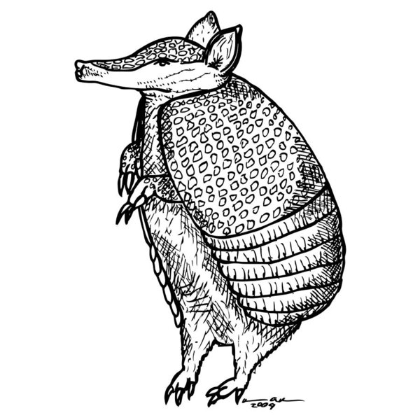 600x600 Standing Armadillo Art Print