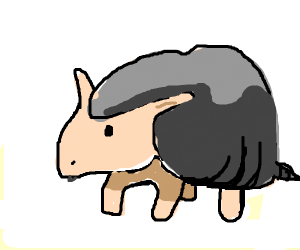 300x250 Armadillo