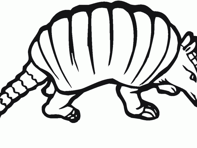 640x480 Armadillo Clipart