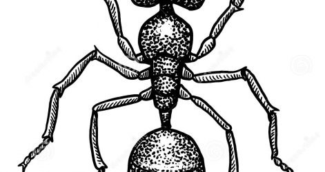 471x250 Drawing Ant With Letter A Basic Man And The Wasp Easy Scientific