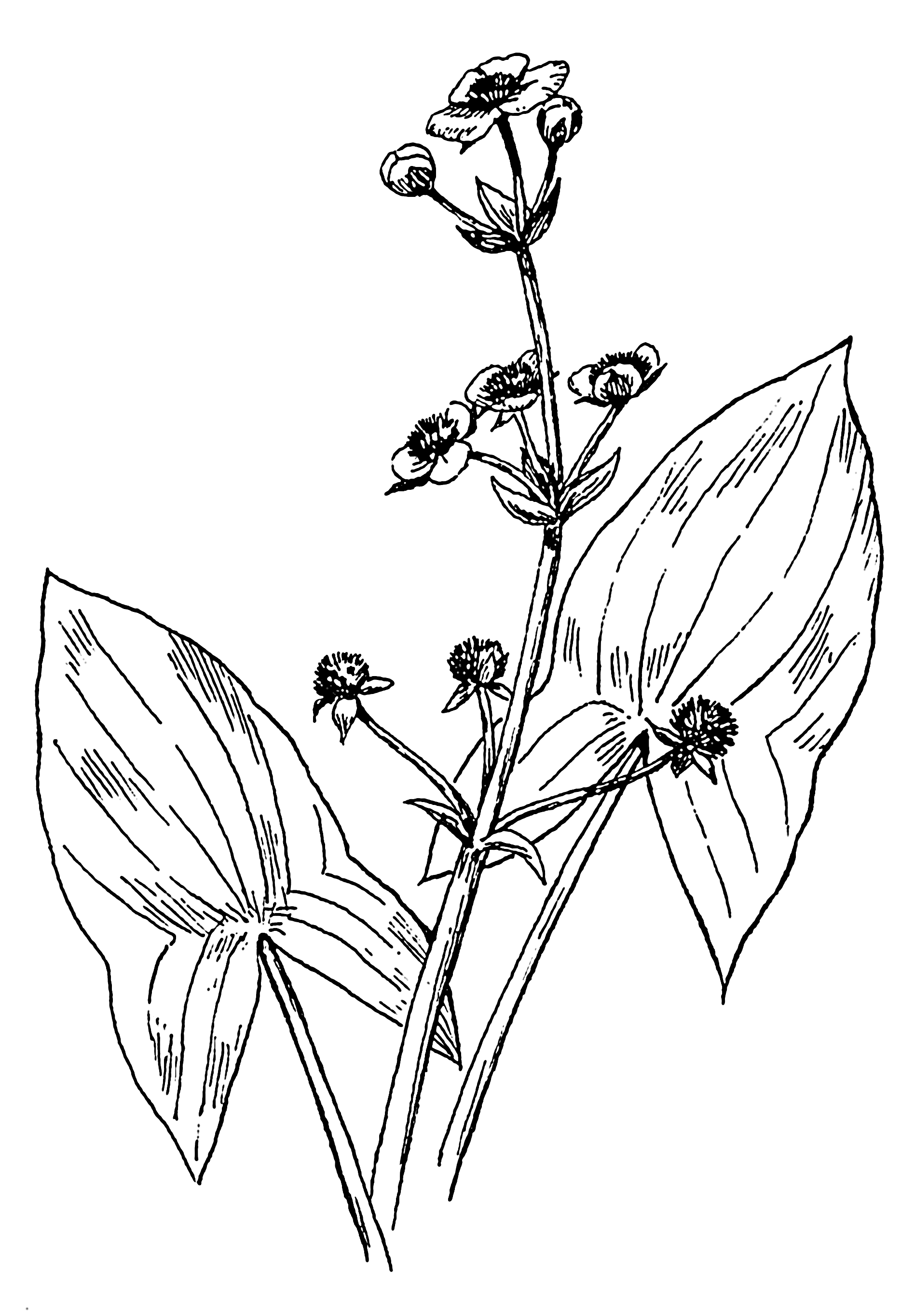 1897x2727 Arrowhead Drawing Plant For Free Download