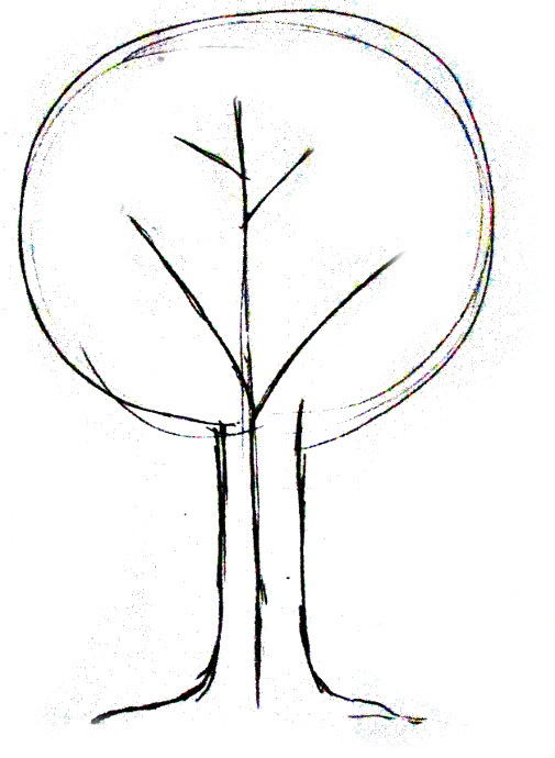 505x690 How To Draw A Tree