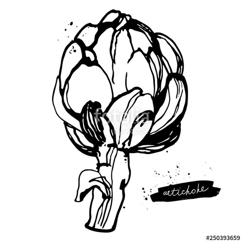 500x500 Artichoke Sketch Vegetable Illustration Black And White Stock