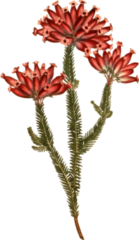 197x340 Artichoke Drawing Plant Huge Freebie! Download For Powerpoint