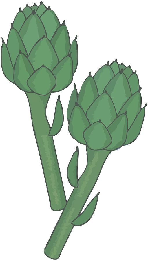 Artichoke Drawing | Free download on ClipArtMag