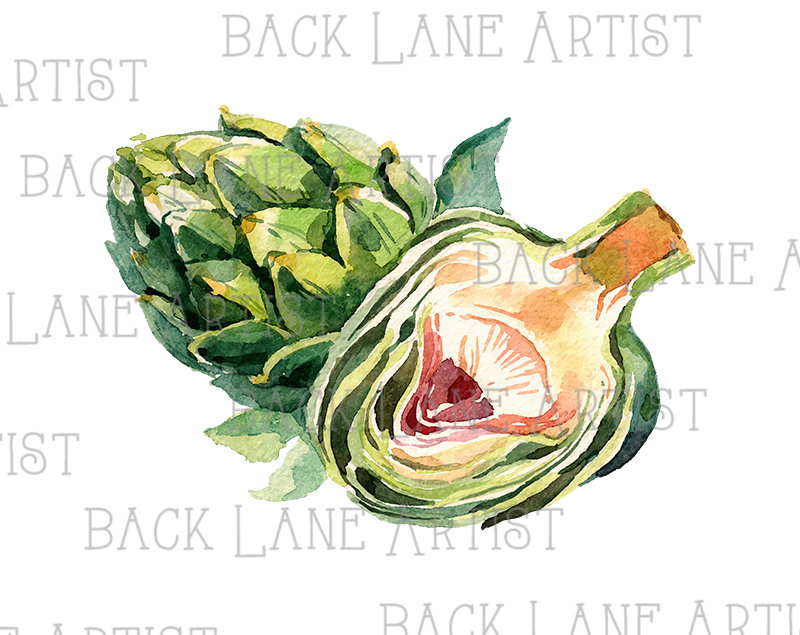 800x635 Vegetable Artichoke Watercolor Drawing Clipart Lineart Etsy