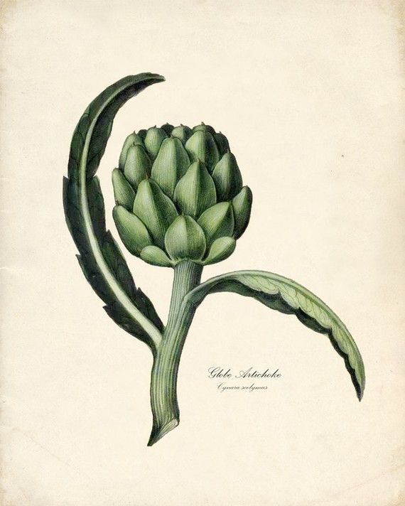 570x712 Artichoke A R T I C H O K E S In Botanical Drawings, Art