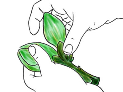 400x300 Here, Let Me Teach You How To Break Down An Artichoke