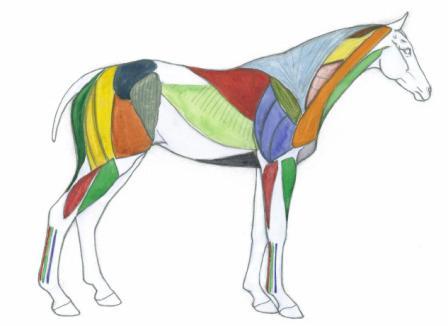 448x326 how to draw horses with eva dutton