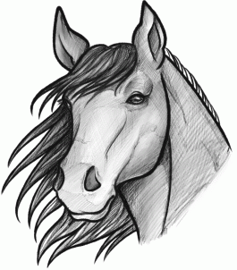 265x302 How To Sketch A Horse, Step