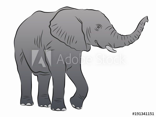 500x375 Illustration Of Elephant, Vector Drawing