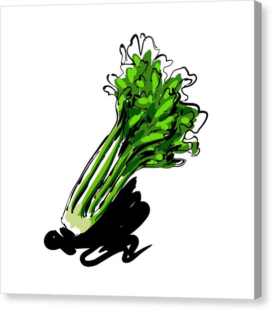 546x622 Celery Drawing