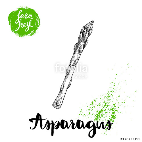 500x500 Hand Drawn Sketch Style Asparagus Bunch Organic Food Farm Fresh
