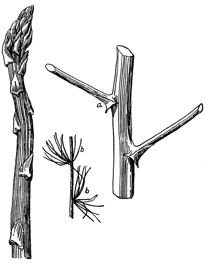 799x1024 Leaves And Branches Of Asparagus Clipart Etc