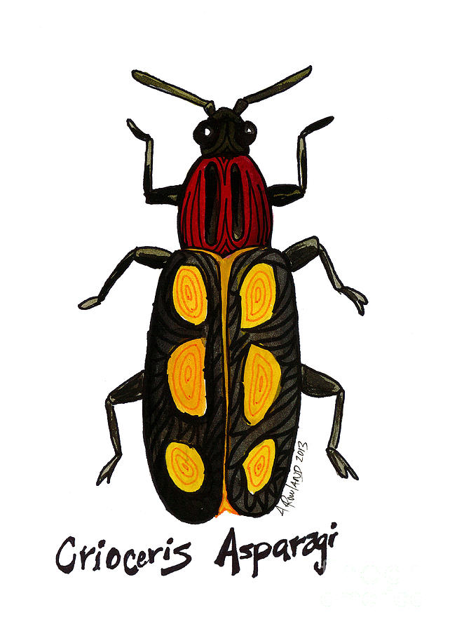 642x900 Asparagus Beetle Drawing