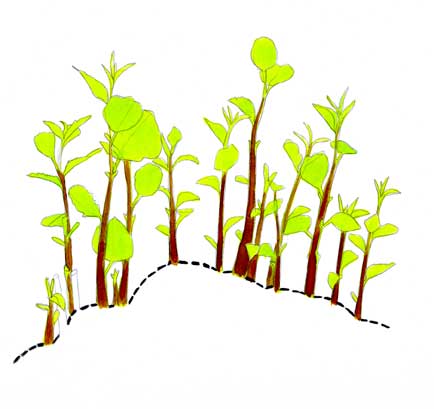 434x409 Tree Lines Aspen Drawing In The Field