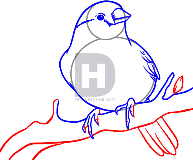 618x514 How To Draw A Finch, Step