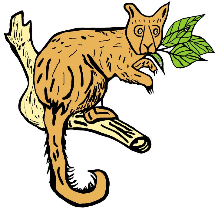 720x692 Australian Possum