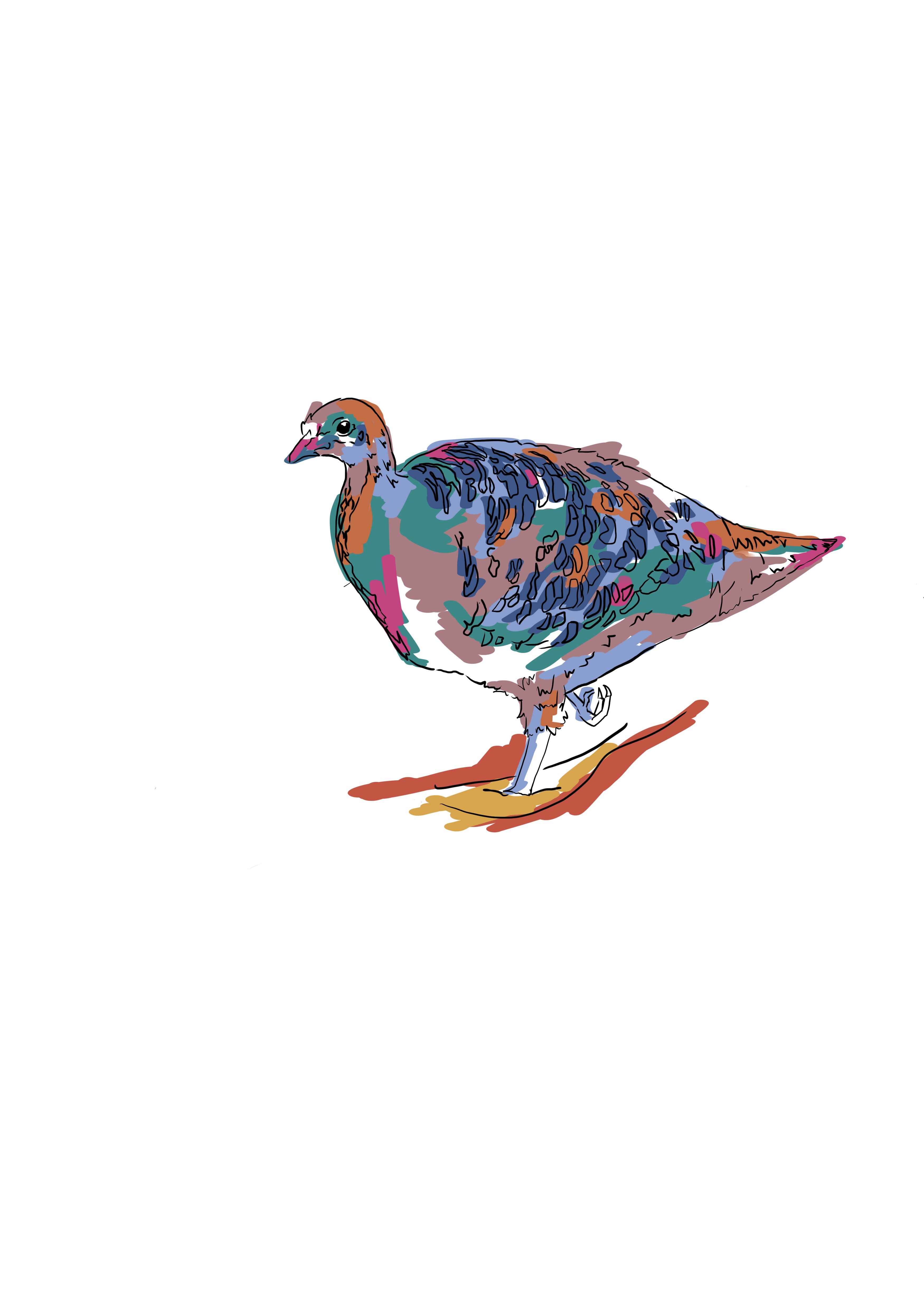 3500x4900 I Draw Australian Animals And I'm Turning Them Into A Picturebook