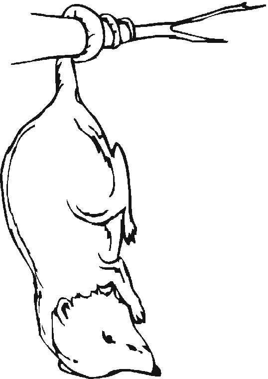 538x760 Superb Possum Pictures To Colour In Free Australian Animals