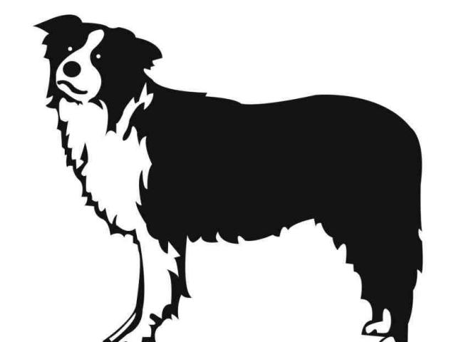 640x480 Australian Shepherd Clipart Free Clip Art Stock Illustrations