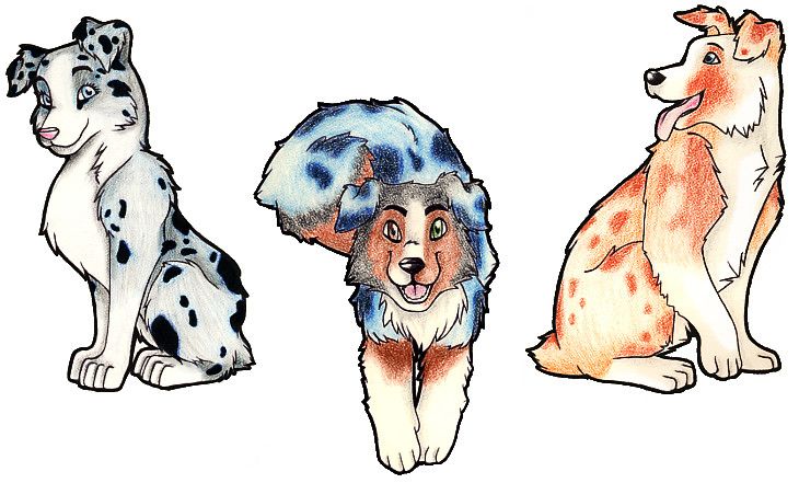 730x441 Australian Shepherds