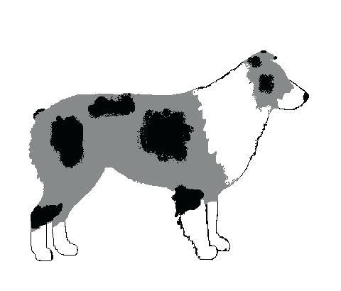 480x410 Australian Shepherd Colors Black Moonoon