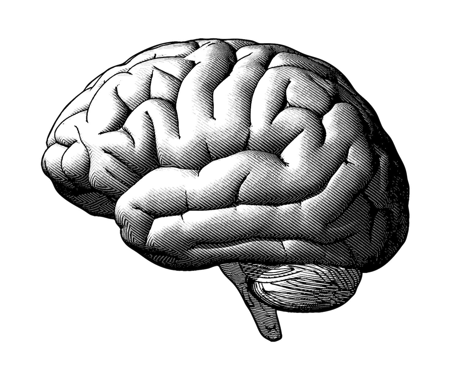 1511x1200 Extreme Male Brain Theory Of Autism Confirmed Cosmos