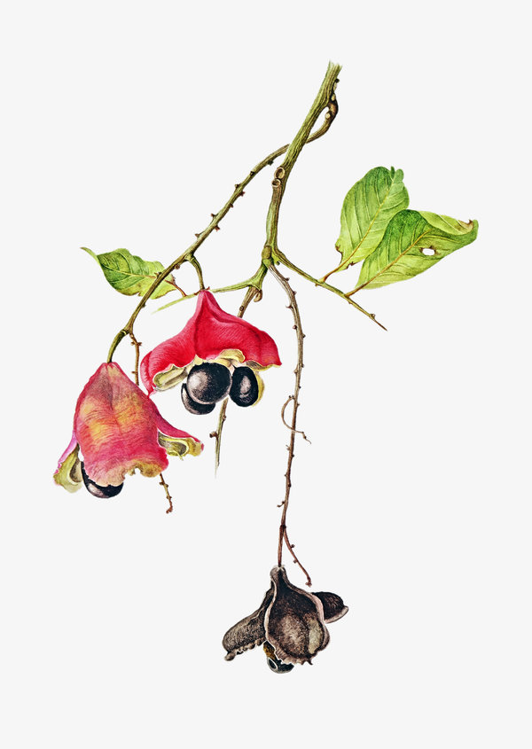 600x845 Jessica Tcherepnine, Exacting Botanical Artist, Is Dead