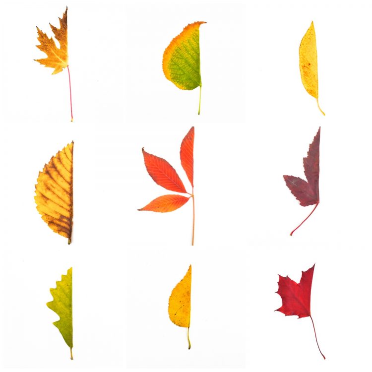 750x750 Draw The Missing Half Leaf Art Study Adventure In A Box