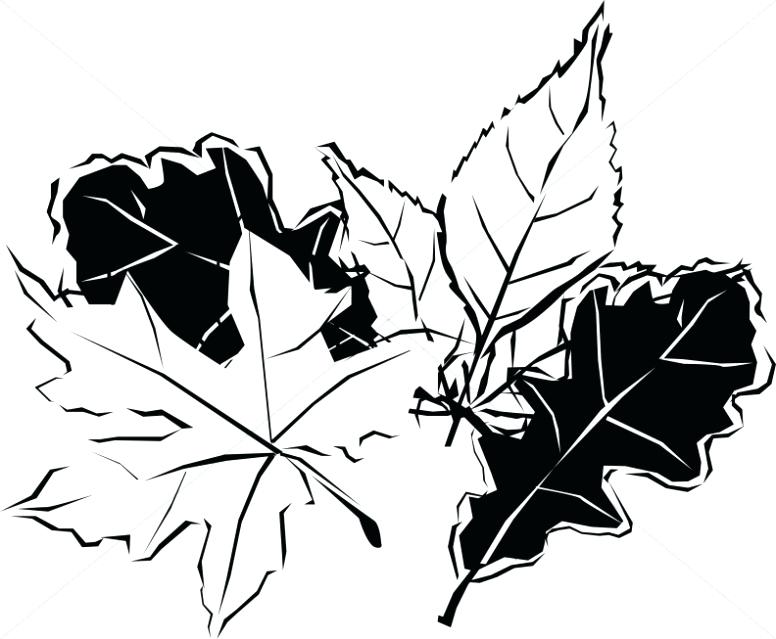 776x639 fall leaves drawing black and white autumn leaves fall leaves