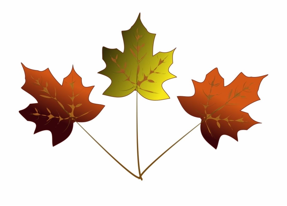 920x661 Maple Leaf Drawing