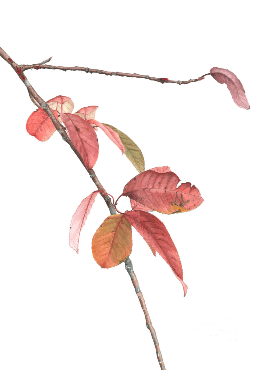 893x1200 Prunus Padus Painting
