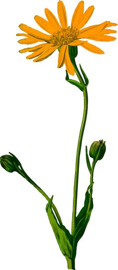 236x536 Best Botanical Clip Art Images Clip Art, A Drawing, Size