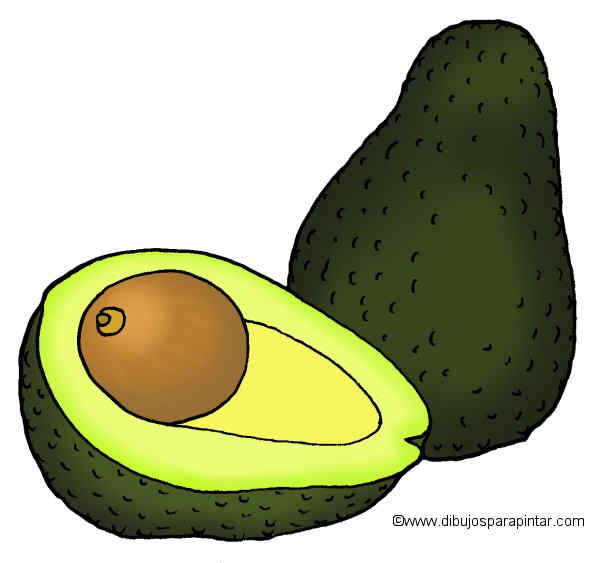 600x563 Avocado Drawing Botanical Online
