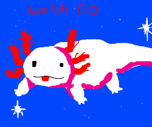 300x250 axolotl drawing pio