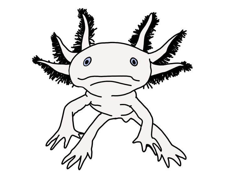 794x594 hand drawn axolotl amphibian walking fish drawn etsy