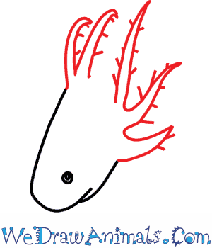 300x350 how to draw an axolotl
